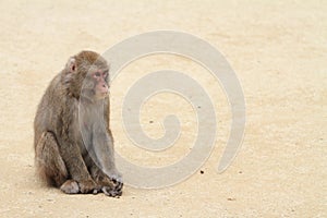 Wild Japanese monkey in Beppu, Japan