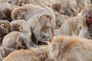 Wild Japanese monkey in Beppu, Oita