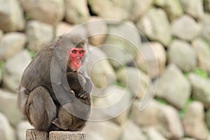 Wild Japanese monkeys hugging each other in Beppu, Oita