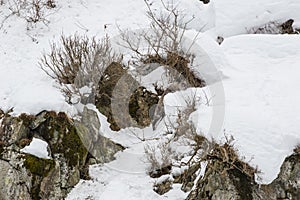 Wild Japanese Serow Climbing Snowbank