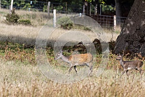 Wild Japanese Sika Deer Hind, Cervus nippon, and baby wandering in Dorset