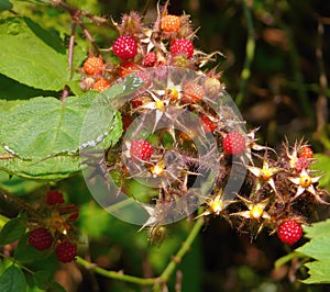 Wild Japanese Wineberry aka Wine Raspberry