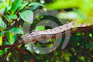 Wild Jararaca snake on a tree branch