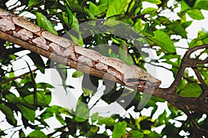 Wild Jararaca snake on a tree branch