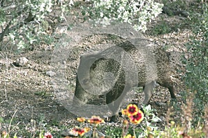 Wild Javalina Hogs