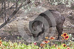 Wild Javalina Pig