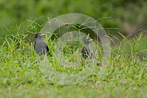 Javan Mynas standing in the grass