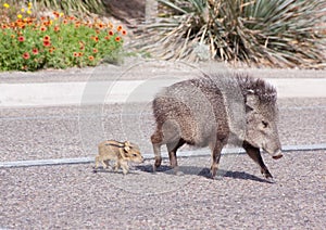 Wild Javelina and Babies