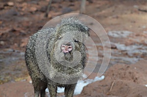 Wild javeline hog sticking its toung out