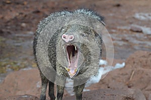 Wild javeline open mouth showing all its teeth