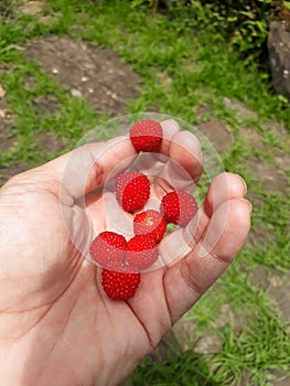 Wild juicy strawberrys