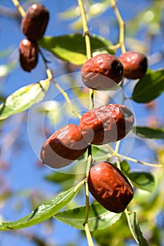 Wild jujube fruit