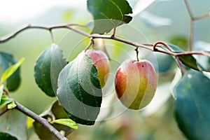 Wild jujube fruit is possibly safe for most adults. Use of jujube seed, leaf, or fruit