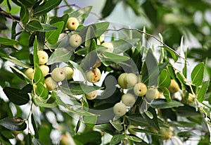 The wild jujube trees are full of fruits that are about to ripen.