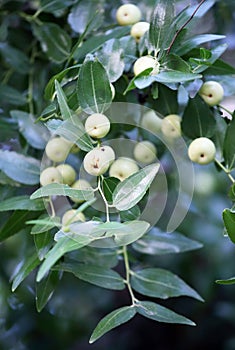 The wild jujube trees are full of fruits that are about to ripen.