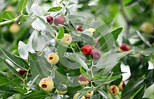 The wild jujube trees are laden with ripe fruits.