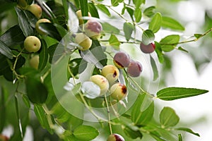 The wild jujube trees are laden with ripe fruits.