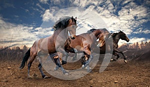 Wild jump bay horses