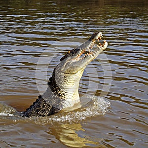 Wild jumping saltwater crocodile, Australia