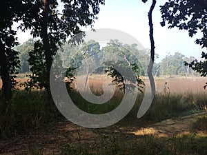 Wild jungle chitwan national park deep inside kumal tal