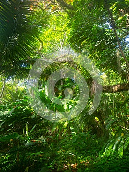 Wild jungle close up on lians, trees with sun light in the background