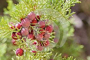 Wild juniper berry