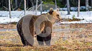 Wild Juvenile Brown Bear Ursus arctos