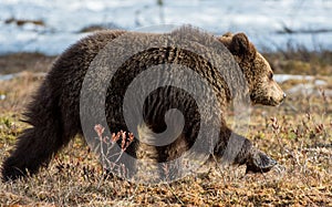 Wild Juvenile Brown Bear Ursus arctos