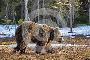 Wild Juvenile Brown Bear Ursus arctos