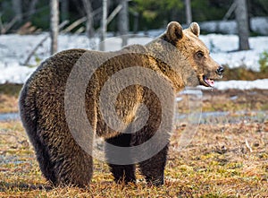 Wild Juvenile Brown Bear Ursus arctos