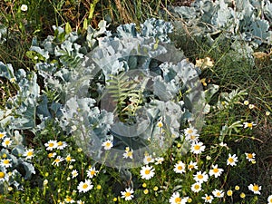 Wild kale salad leaves in nature