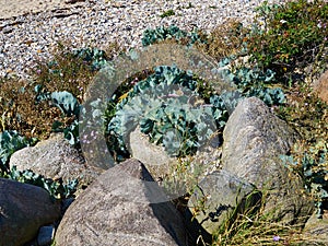 Wild kale salad leaves in nature