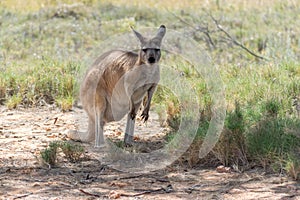 Wild kangaroo