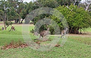 Five Kangaroo on golf course
