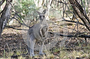 Wild kangaroo. Australia.
