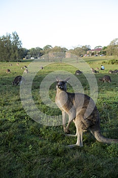 Wild Kangaroo in Australia