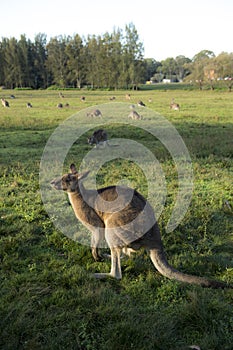 Wild Kangaroo in Australia