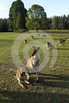 Wild Kangaroo in Australia