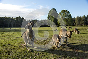 Wild Kangaroo in Australia