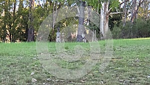 Wild kangaroo in outback, Australia