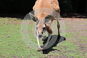 wild kangaroo - australia