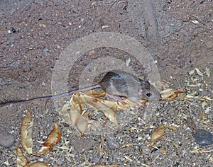 Wild Kangaroo Rat