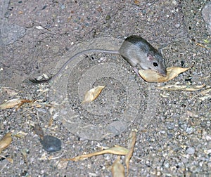 Wild Kangaroo Rat
