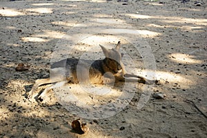 Wild kangaroo rests in the shade