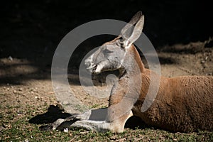 wild kangaroo sitting a a zoologic park