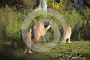 Wild kangaroos in bushland