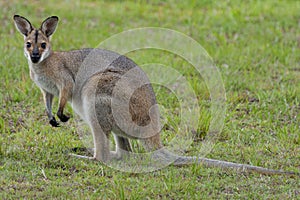 Wild Kangaroos and Wallabies, Redland bay, Queensland, Australia