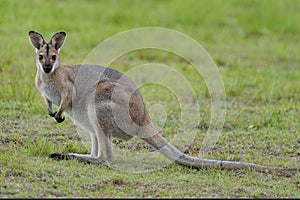 Wild Kangaroos and Wallabies, Redland bay, Queensland, Australia