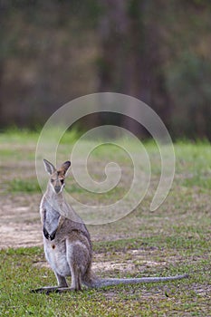 Wild Kangaroos and Wallabies, Redland bay, Queensland, Australia