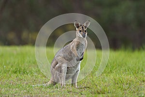 Wild Kangaroos and Wallabies, Redland bay, Queensland, Australia